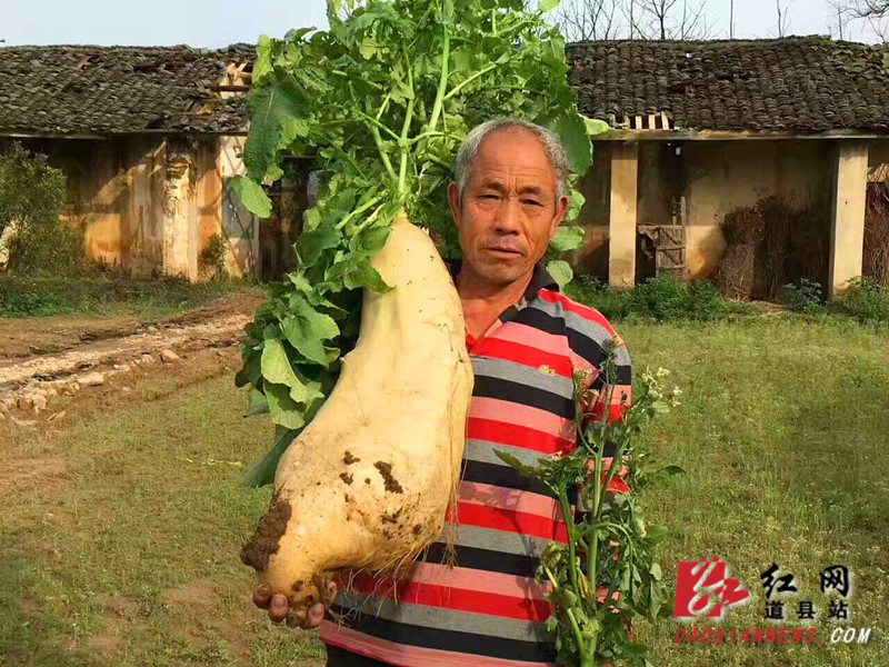 章塘乡加陆洲村的村民王重庆在自家的萝卜地里挖出的重约34斤巨型萝卜