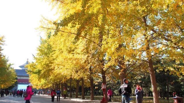 北京最美秋天到来 盘点北京绝佳赏秋圣地
