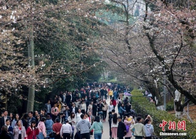 3月18日，武汉大学樱花大道上的樱花初绽，吸引不少游人前来赏花。中新社记者 张畅 摄