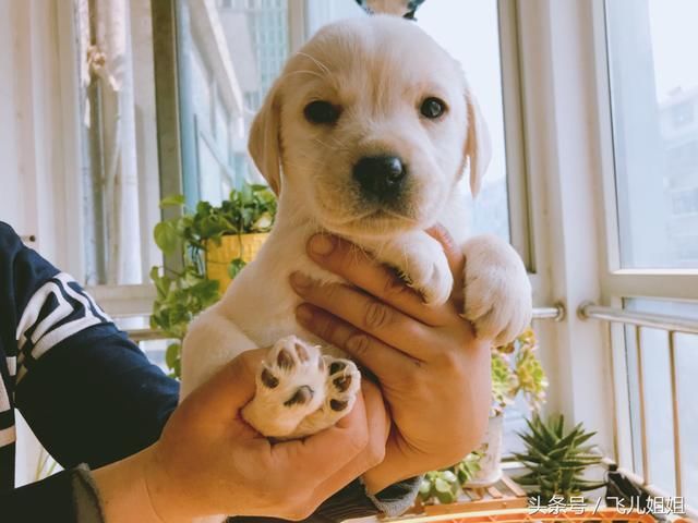 【好狗狗】什么狗不掉毛?不叫?自己会上大小