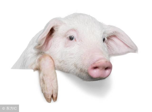 苦命猪,4月1号前必有一灾!不可掉以轻心!你家