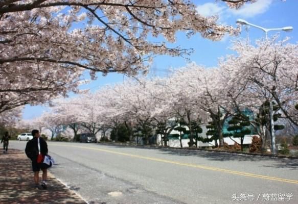 韩国大学排名,2017最受欢迎的韩国大学及专业