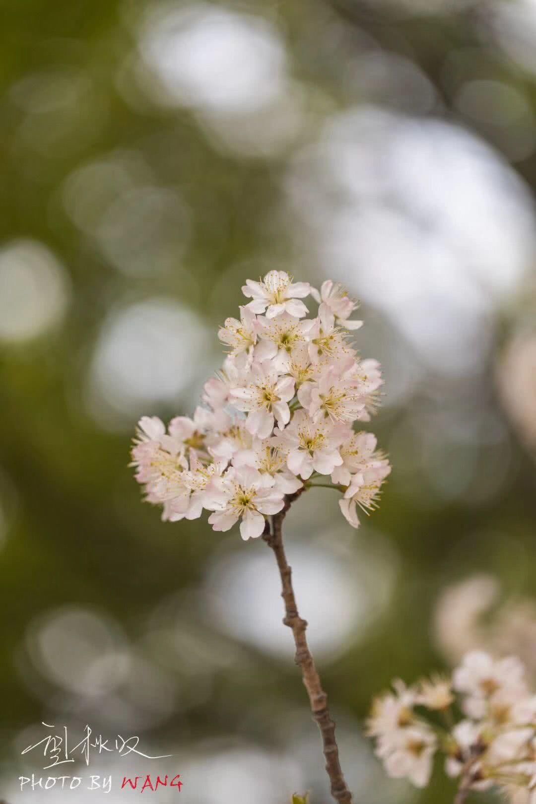 徐州这片樱花海即将盛开,比富士山的还美!