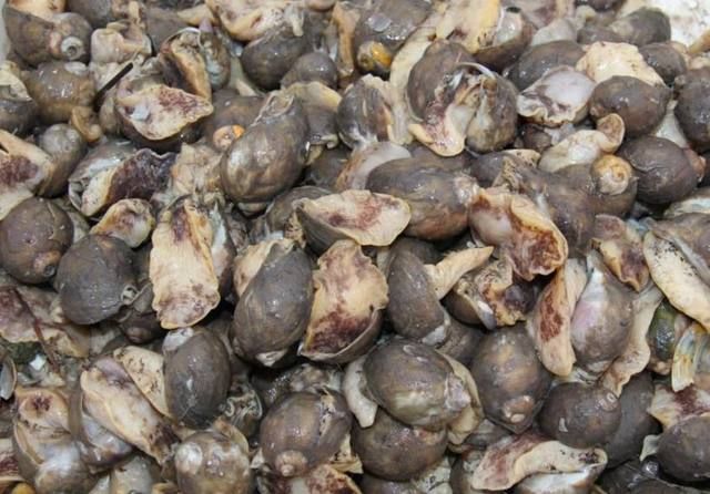 假鲍鱼是什么?其实就是真海鲜!