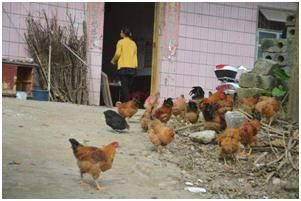 2018即将火爆农村的小型创业项目,比外出打工