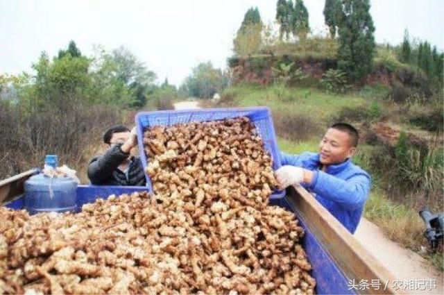 农村小伙放弃城里工作,回家种植村民都讨厌的