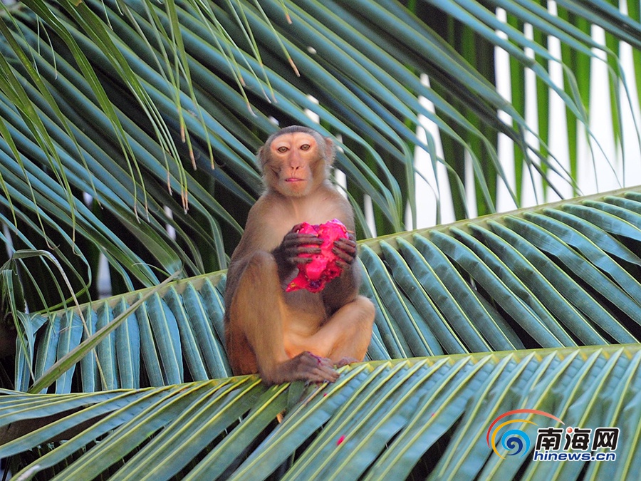 8月30日,三亚,树上的猴子在吃火龙果.南海网记者沙晓峰摄