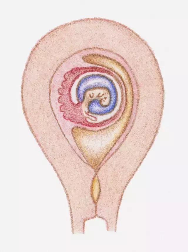怀孕1-10月胎儿生长发育图,看看胎宝宝可爱模