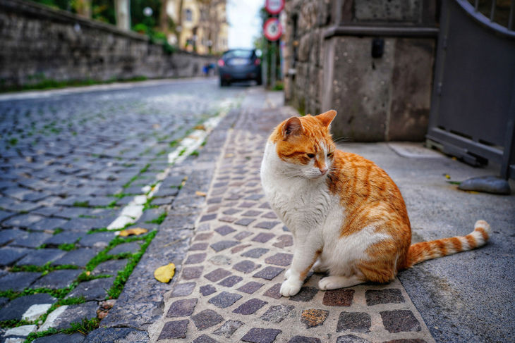 索尼A7RM3行摄欧洲:从那不勒斯到悬崖边的欧