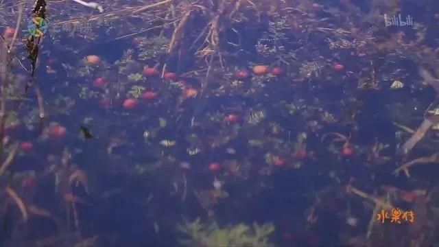 中国纪录片 水果传.2018 观后可能魂不守舍,有