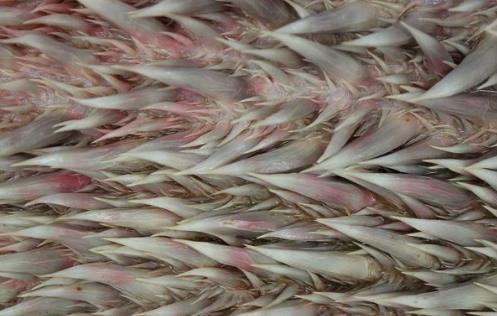 世界上最大千年老龟:千年王八万年龟一点也不