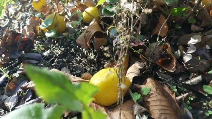 呼和浩特女女远赴欧洲留学是种啥体验?据说一