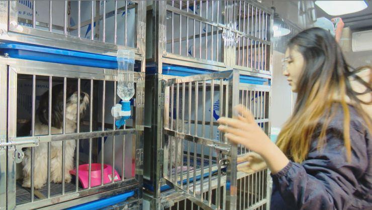 上当了!朋友圈微商购泰迪犬 付了定金 啥都没了