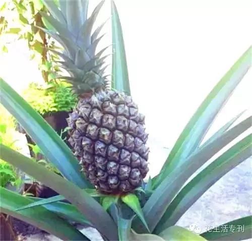 菠萝的盆栽方法,北方的朋友有条件也可以盆栽