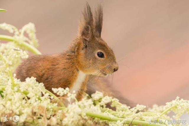 生肖鼠:注定要大发横财,谁属鼠的快出来接喜