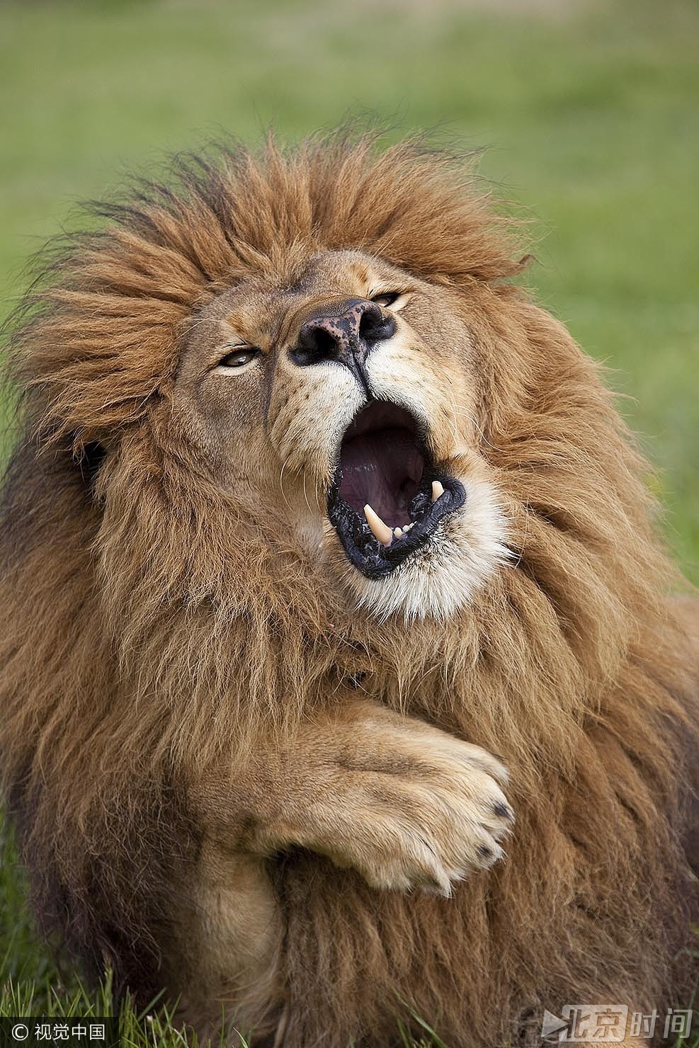 动物界的喜剧之王?功夫袋鼠or搞怪猫头鹰