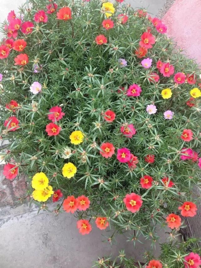 阳台就养这些花,四季有花开,香味飘满屋!