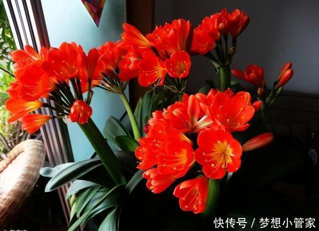 君子兰不开花?这样浇水,君子兰健壮不烂根,开