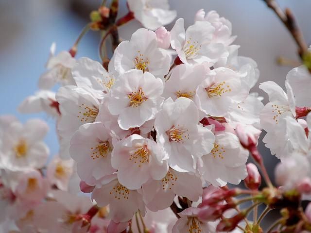 樱花的起源地到底在哪里?