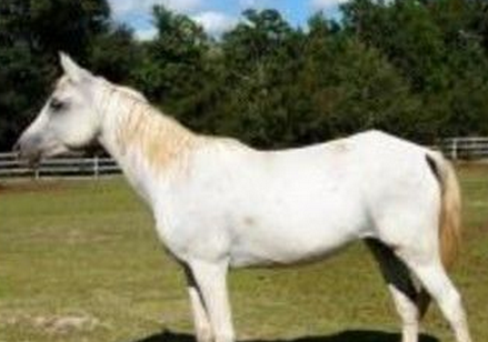 美国佛州一只母马多次遭性侵 嫌疑人竟还想拍照留念 美国佛州一只母马多次遭性侵 嫌疑人竟还想拍照留念