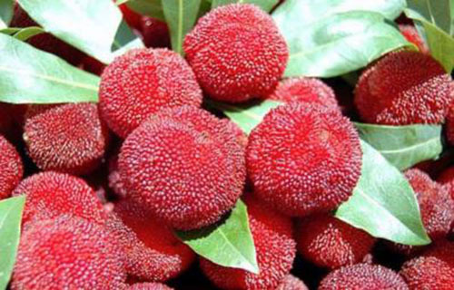 咽炎吃什么水果好?如何预防咽炎?咽炎的最佳根治法!