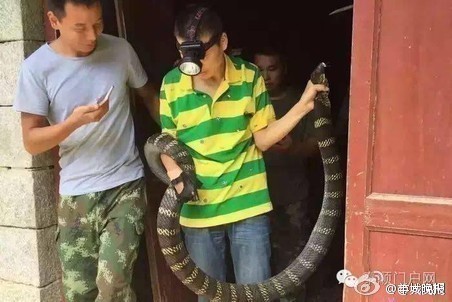 惊呆!村民家中现3米多长眼镜王蛇 难倒警察消防 惊呆!村民家中现3米多长眼镜王蛇 难倒警察消防