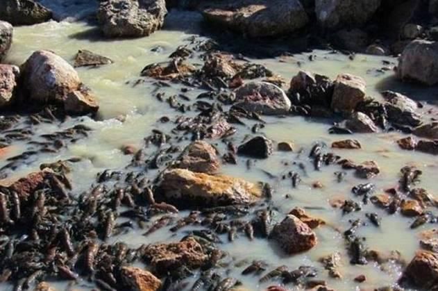 澳洲小龙虾,加拿大螃蟹,美国鲤鱼,中国吃货要救