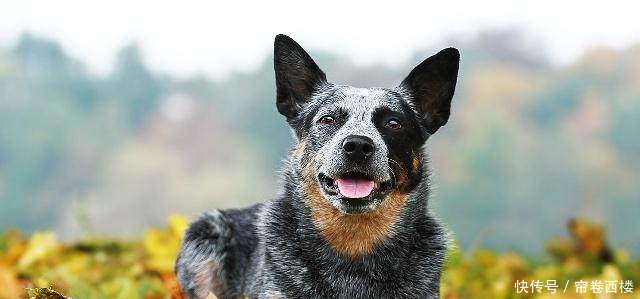 泰迪聪明到什么程度泰迪排名智商排名第几狗狗