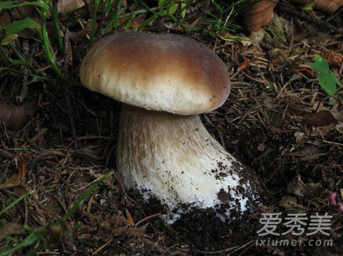 牛肝菌怎么清洗 新鲜牛肝菌怎么保存