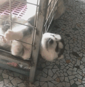 300_306gif 动态图 动图