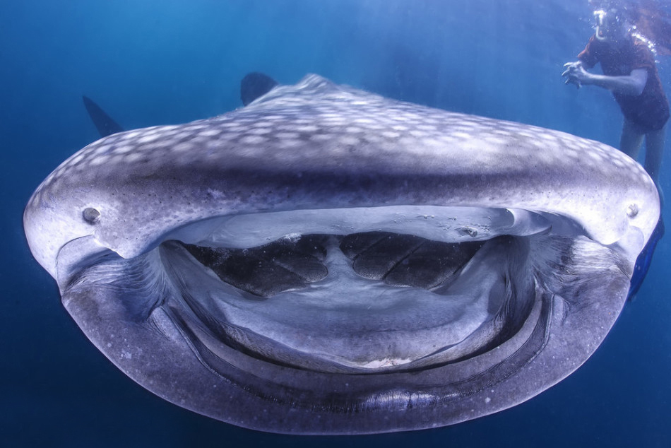“无牙”鲸鲨对镜头咧嘴微笑 表情超逗乐 “无牙”鲸鲨对镜头咧嘴微笑 表情超逗乐
