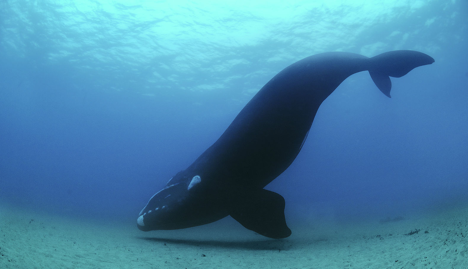 濒危保护的七种海洋巨无霸 有一种全球不足15头