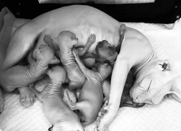 霍思燕家叫小玉的猫生了5只值15万的小崽,王思