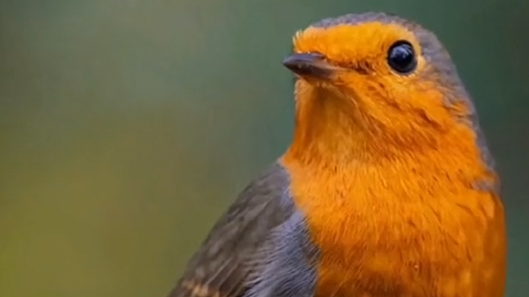 “宠妻”狂魔知更鸟 根据雌鸟喜好获取“芳心” “宠妻”狂魔知更鸟 根据雌鸟喜好获取“芳心”