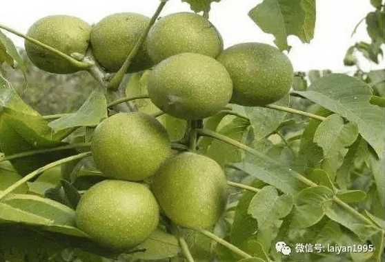 有喝过青核桃泡酒的吗, 核桃皮泡酒治疗胃痛、