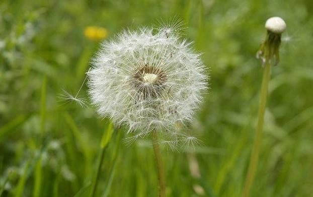蒲公英泡水对女人好处多,坚持一个月,可能会收
