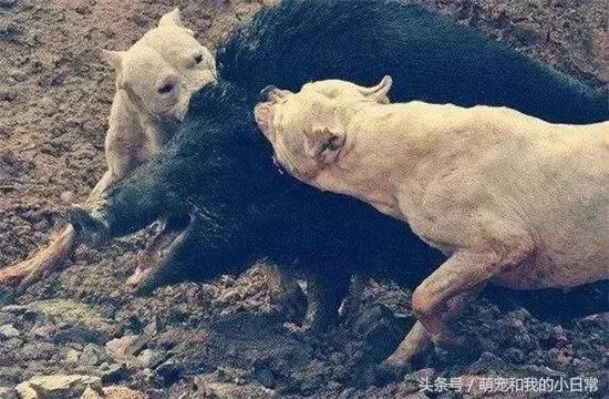 家明令禁养的五种恶犬:藏獒都没上榜,这些狗绝