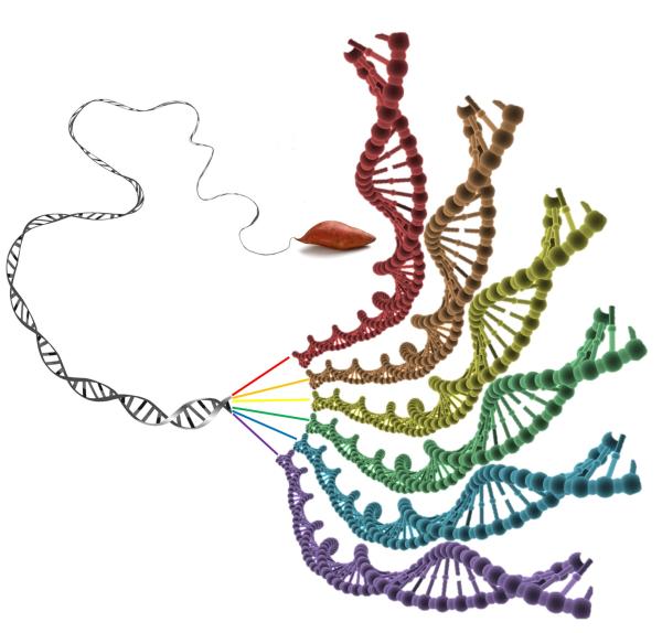 現在中德科學家繪製了甘薯基因組圖譜,揭示了這一重要作物的物種起