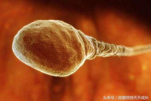 要想成功率,男性备孕黄金时间段并不是次数多完事,备孕绝招分享