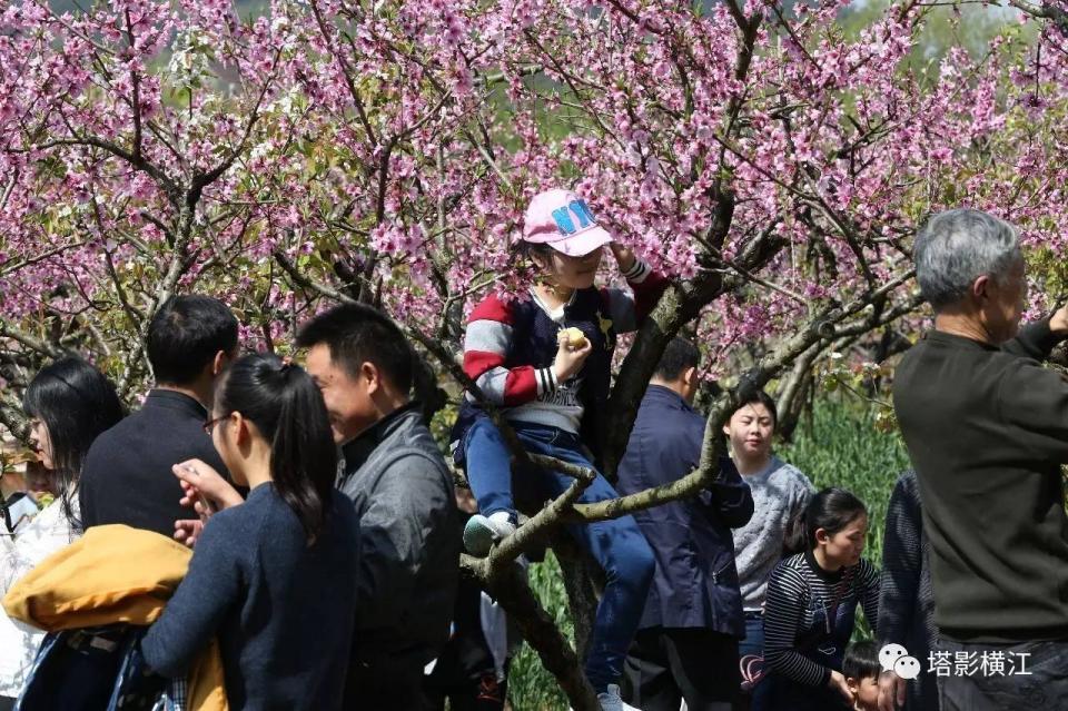 清明小长假周潭赏桃花 游客爬树摘花踩踏