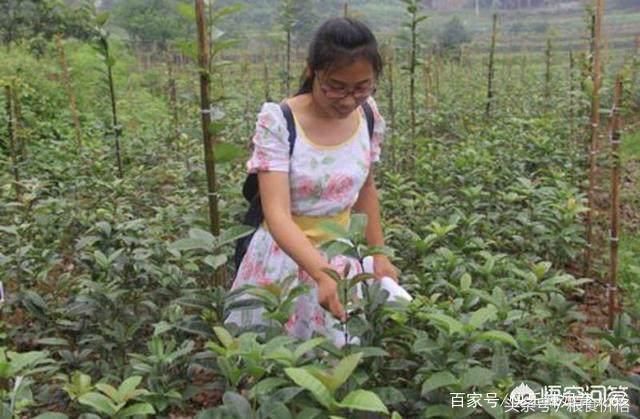 农村女大学生三十岁还没成家,农民的儿子却不