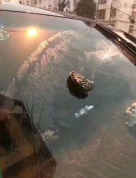 没错!青岛今天不仅下冰雹,还下海鲜了!