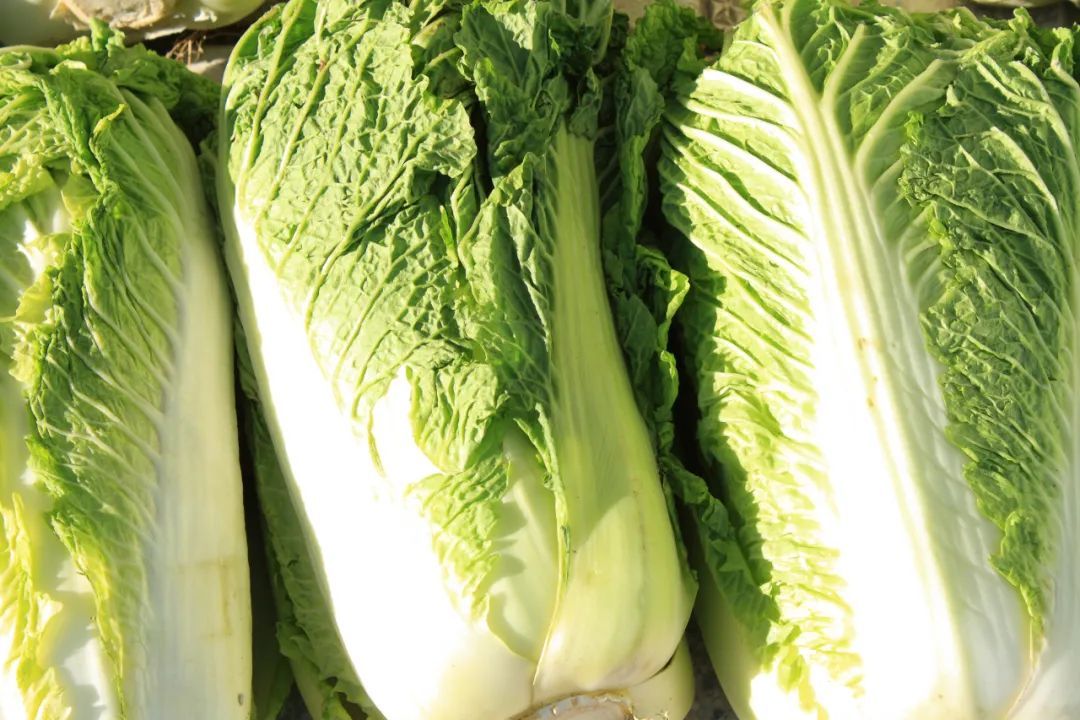 黄叶白菜和绿叶白菜有何不同?