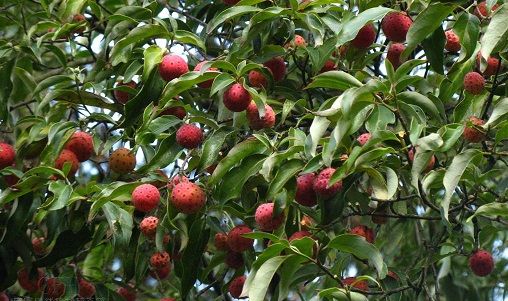 江西武功山发现大片"野荔枝" 具有观赏价值