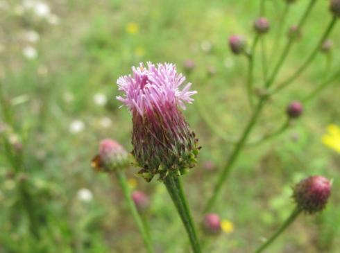 农村人把它当成地里的野草,没想到全身是宝,医