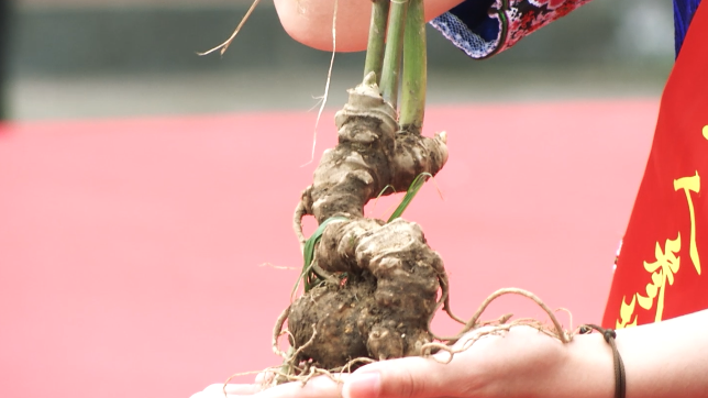 哪里最珍贵？细说黑人参的根