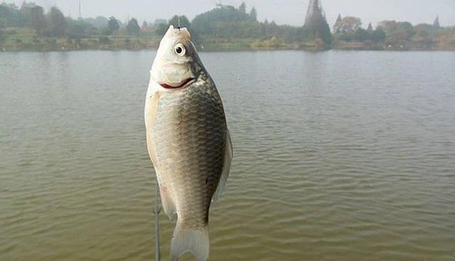 冬天钓鲫鱼,鲫鱼的生活特征和钓点使用的要领