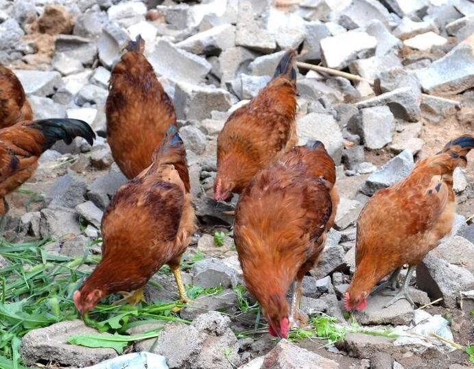 大学生毕业养鸡赚钱,近一年就获得80万营业额