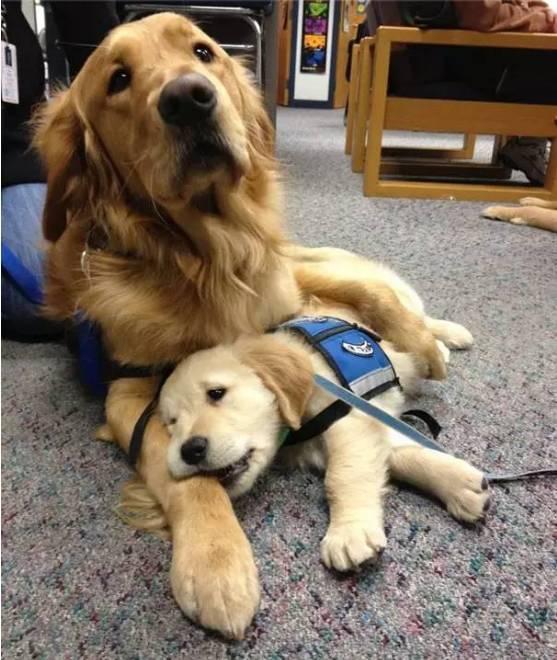 警犬导盲犬工作第一天的状态.萌翻了.