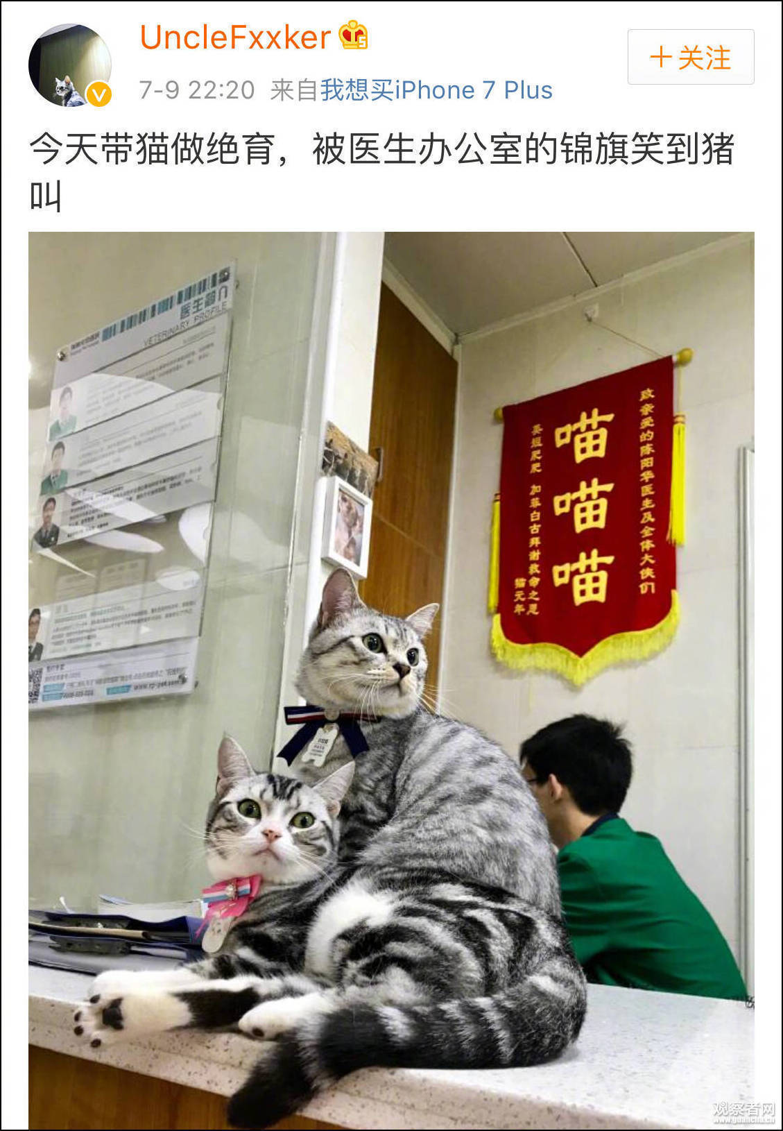 网友带猫做绝育 被宠物医院的锦旗笑出猪叫